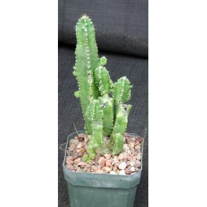 Cereus hildemannianus ssp. uruguayanus 5-inch pots