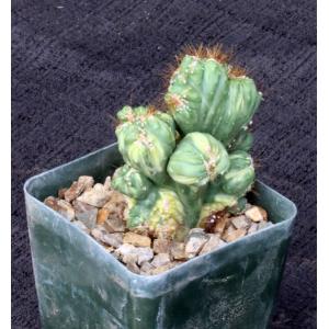 Cereus peruvianus (variegated crests) 4-inch pots
