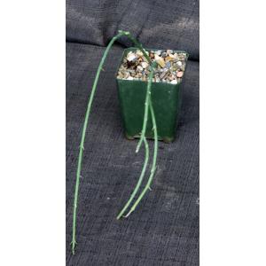 Ceropegia ampliata 4-inch pots