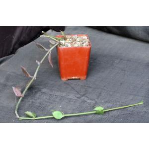 Ceropegia radicans ssp. smithii 4-inch pots