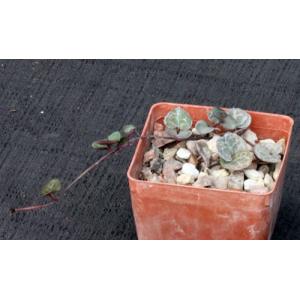 Ceropegia woodii 3-inch pots