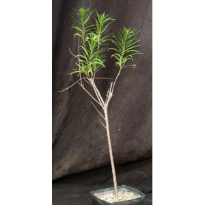 Chilopsis linearis cv Brighttip’s one-gallon pots