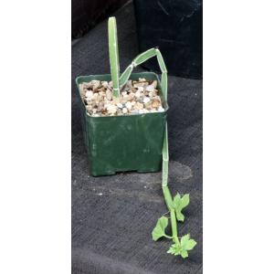 Cissus albiporcata 5-inch pots