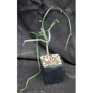Cissus hamaderoensis (WY 1098) 5-inch pots