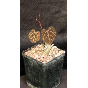 Cissus mayoensis 5-inch pots