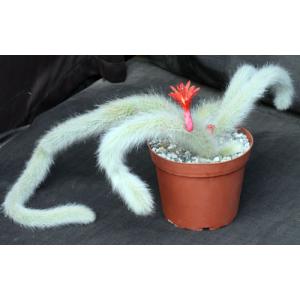 Cleistocactus winteri ssp. colademononis 6-inch pots
