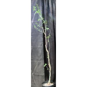 Commiphora dinteri 2-gallon pots
