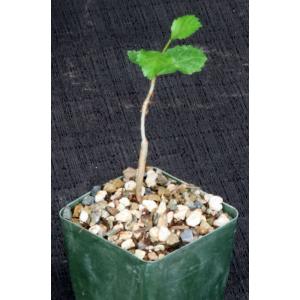 Commiphora dinteri 4-inch pots