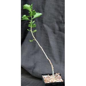 Commiphora dinteri 5-inch pots
