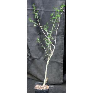 Commiphora dinteri one-gallon pots