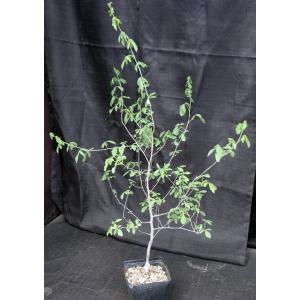 Commiphora edulis one-gallon pots