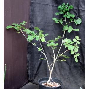 Commiphora edulis ssp. holosericea 2-gallon pots