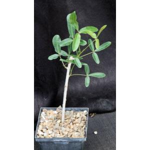 Commiphora lamii 5-inch pots