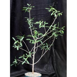 Commiphora lamii 8-inch pots