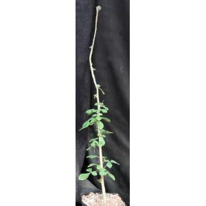 Commiphora mildbraedii one-gallon pots