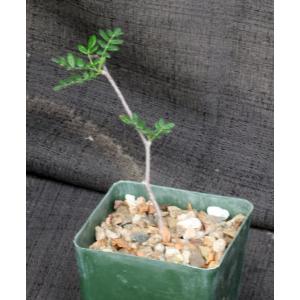 Commiphora monstruosa 4-inch pots