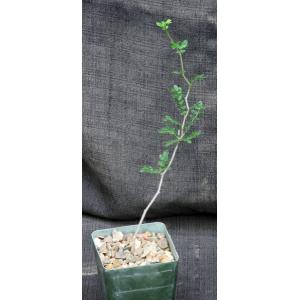 Commiphora monstruosa 4-inch pots
