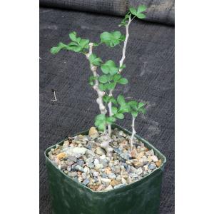 Commiphora sp. (Eyl, Somalia) 5-inch pots