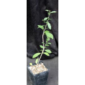 Commiphora sp. (#47, Kajiado, Kenya, WY1035) 5-inch pots