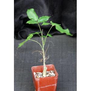Commiphora unilobata 4-inch pots