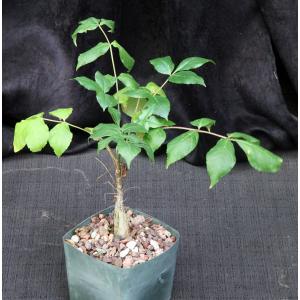 Commiphora unilobata 5-inch pots
