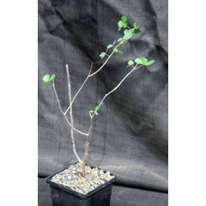 Commiphora virgata 5-inch pots