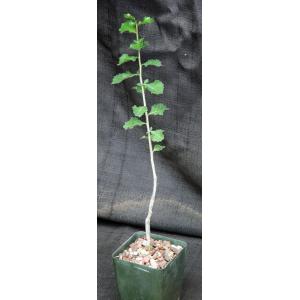 Commiphora wightii 4-inch pots
