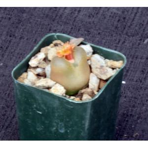 Conophytum maughanii cv Red Diamond 2-inch pots