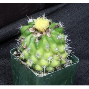 Copiapoa hypogaea ssp. barquitensis 4-inch pots