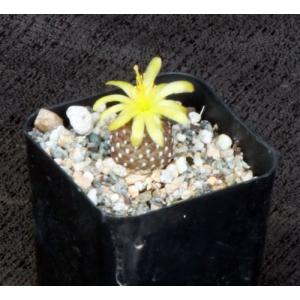 Copiapoa laui 2-inch pots