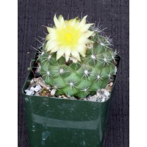 Copiapoa paposoensis 4-inch pots