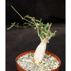 Corallocarpus welwitschii 6-inch pots