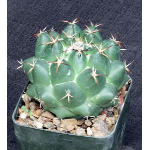Coryphantha elephantidens 5-inch pots