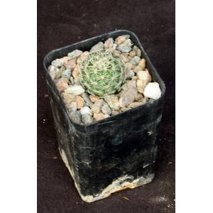 Coryphantha pallida (CH 154) 2-inch pots
