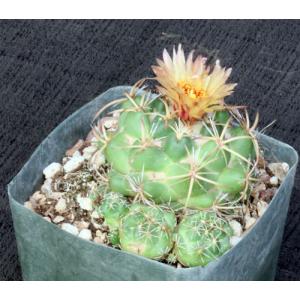 Coryphantha pycnacantha var. andreae 5-inch pots