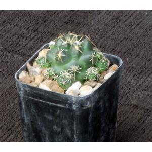 Coryphantha pycnacantha var. andreae 2-inch pots