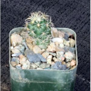 Coryphantha radians 2-inch pots