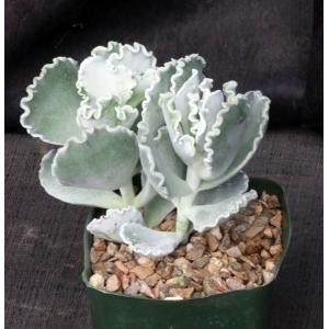 Cotyledon orbiculata fm undulata 5-inch pots