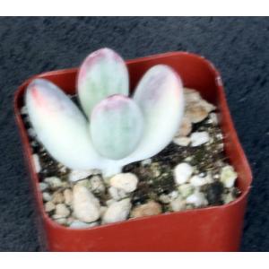 Cotyledon orbiculata (variegate) 2-inch pots