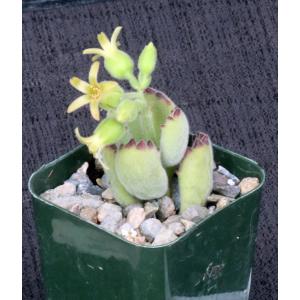 Cotyledon tomentosa ssp. ladismithensis 2-inch pots