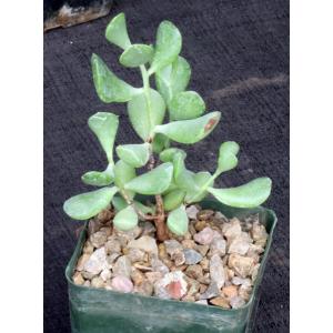 Cotyledon woodii (Bavianskloof, RSA) 4-inch pots