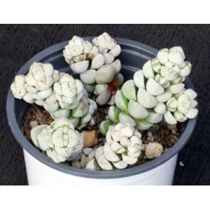Crassula deceptor 4-inch pots