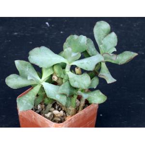 Crassula arborescens var. undulatifolia 4-inch pots