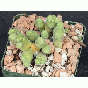 Crassula columella 4-inch pots