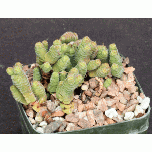 Crassula columella 5-inch pots