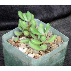 Crassula congesta 4-inch pots