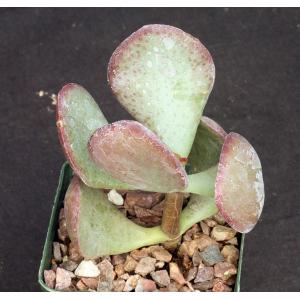 Crassula ovata cv Silver Dollar Jade 4-inch pots