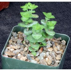 Crassula perfoliata 5-inch pots