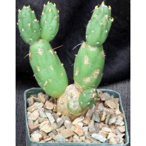 Cumulopuntia chichensis 4-inch pots