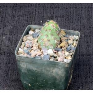 Cumulopuntia tumida 3-inch pots